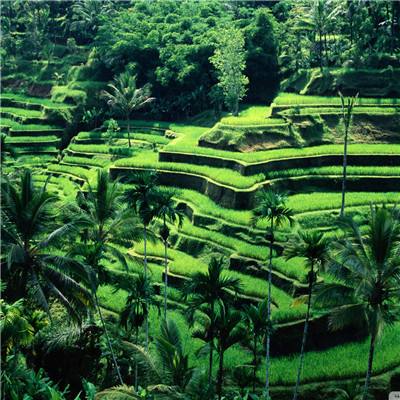 海绵宝宝填颜色1